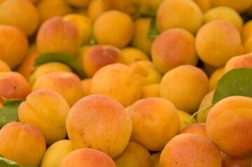 apricots