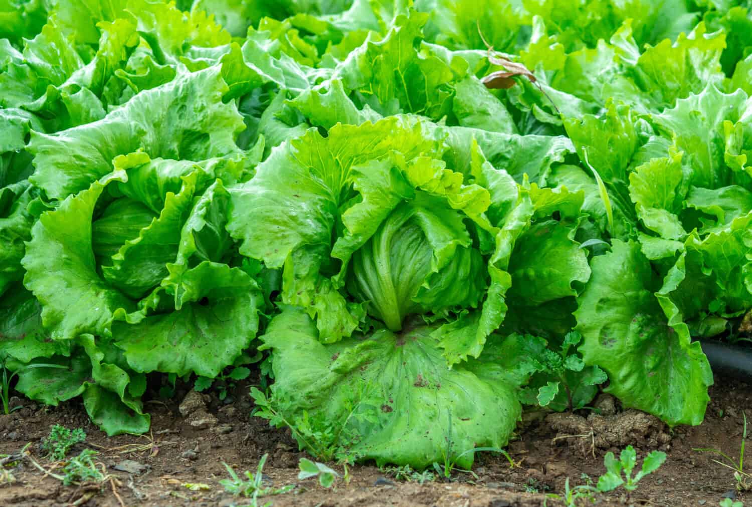 farm with iceberg lettuce plantation