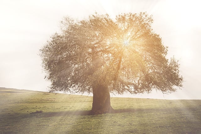 Oak Tree for Family History with Vintage Instagram Style Filter