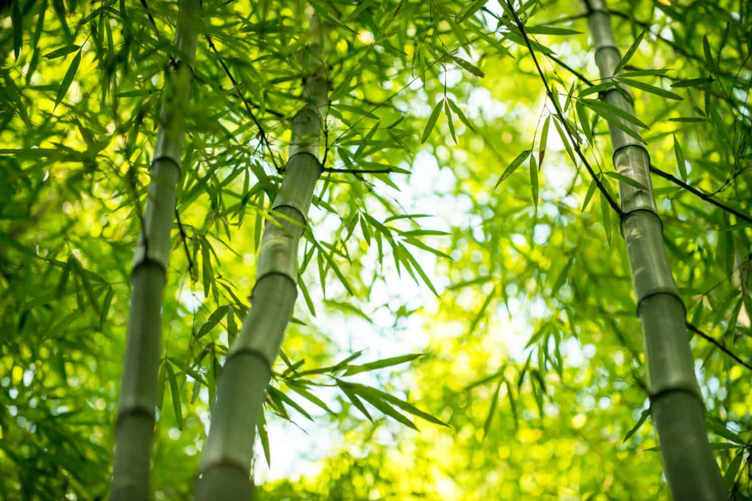 Green Forest Products