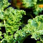 Kale Chips