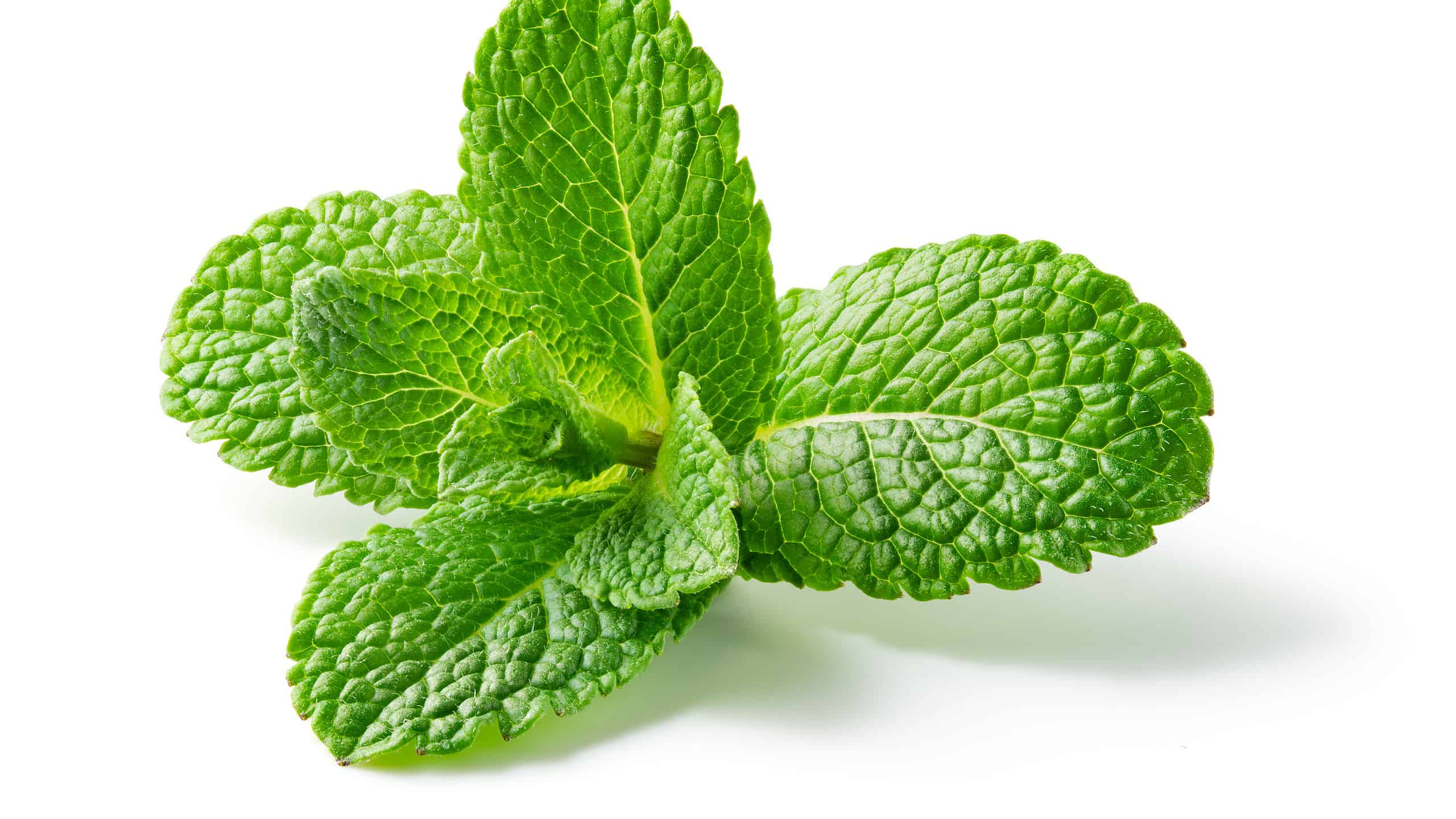 Best Way to Prepare the Mint Julep